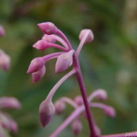 Ardisia rothii A.DC.
